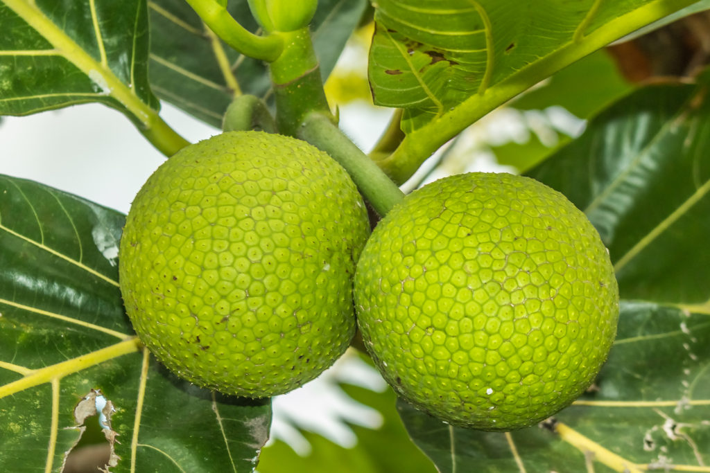 Breadfruit1-1024x683